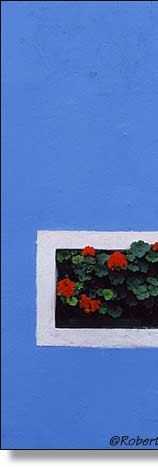 Blue Wall, Red Flowers